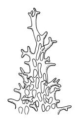 Orthotrichum rupestre var. papillosum, leaf apex.
 Image: R.C. Wagstaff © All rights reserved. Redrawn with permission from Lewinsky (1984). 
